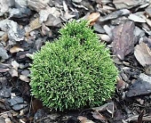 Chamaecyparis lawsoniana 'Gnome' 